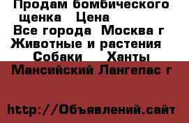 Продам бомбического щенка › Цена ­ 30 000 - Все города, Москва г. Животные и растения » Собаки   . Ханты-Мансийский,Лангепас г.